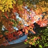 秋の彩