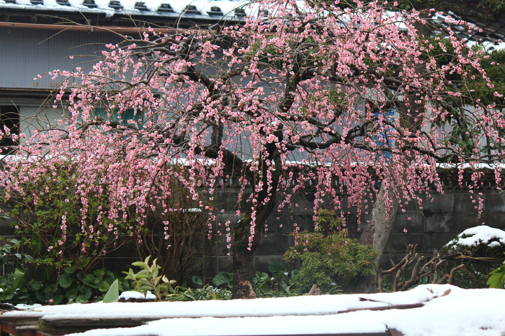 雪の朝