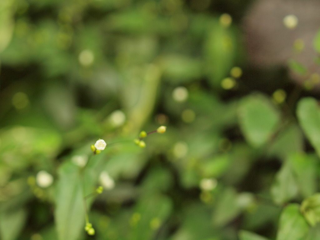 little flowers