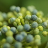 hydrangea
