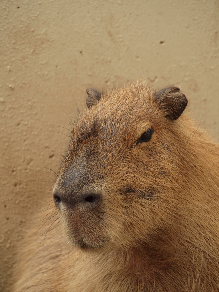 kapibara