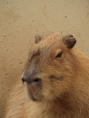 kapibara