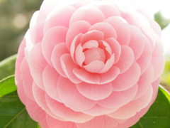 full bloom
