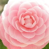 full bloom