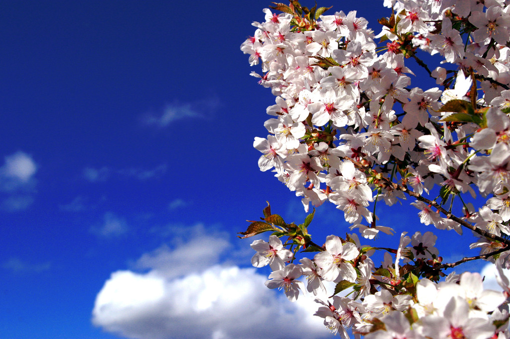 桜ver1