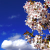 桜ver1
