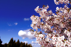 桜ver2