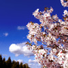 桜ver2