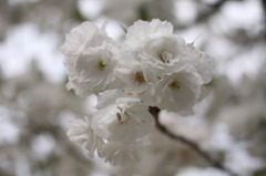 八重桜