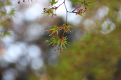 紅葉の赤ちゃん