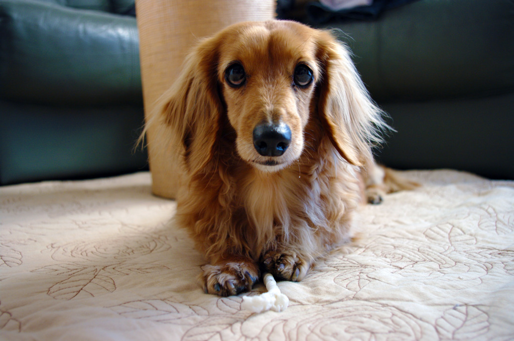 うちの犬