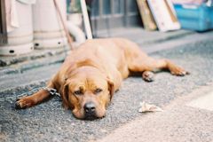 土佐犬　ちびちゃん