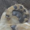 百獣の王の肉球