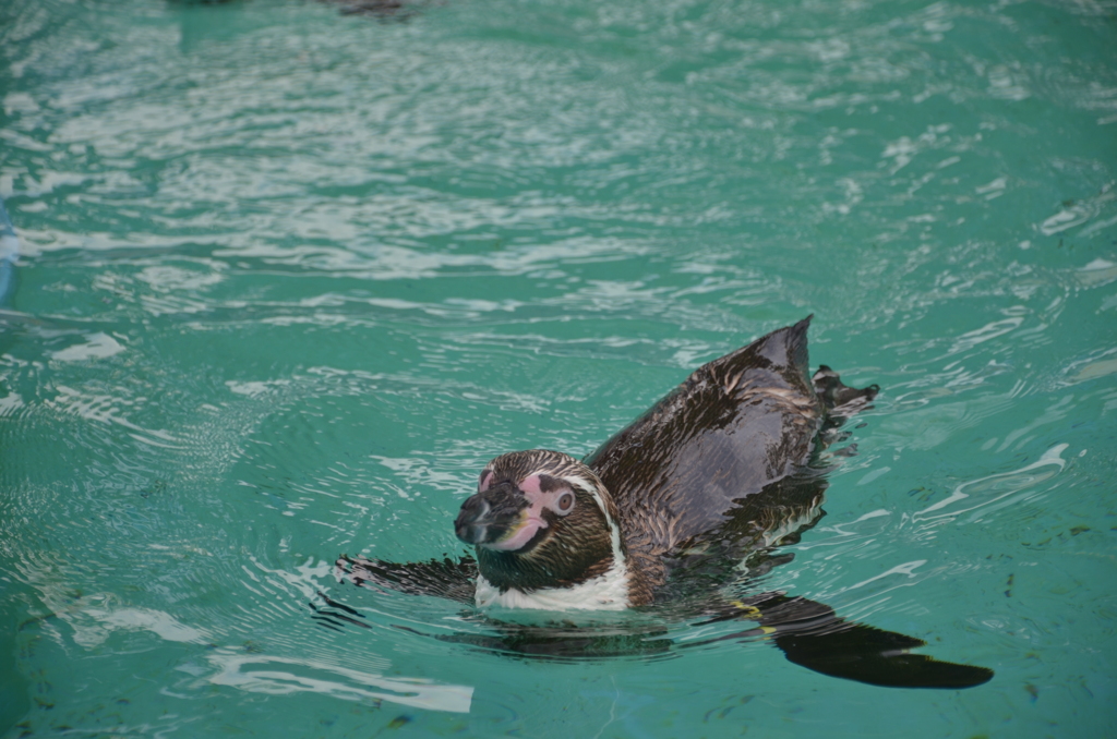 ペンギン