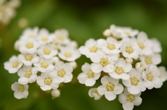 何の花だろう？