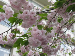 花を