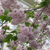 花を