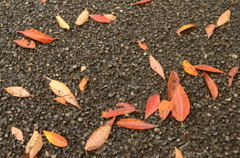 秋の地面