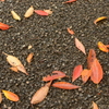 秋の地面