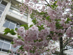 遅咲きの