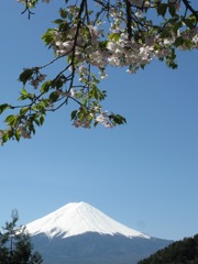 富士と桜　御坂より