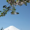 富士と桜　御坂より