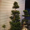 植え込み?