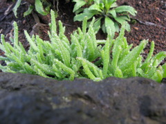 緑のニョロニョロ