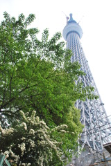 植物越しの