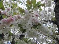 白い桜