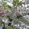 白い桜