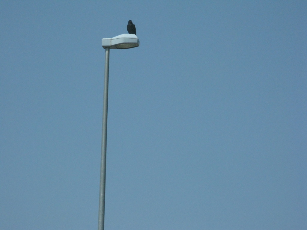 ちょっとシュールな