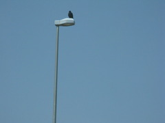 ちょっとシュールな