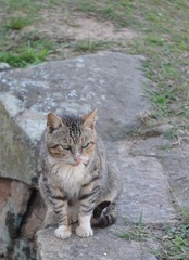 ねこ