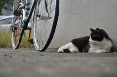 初めましてのねこ