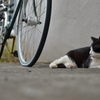 初めましてのねこ