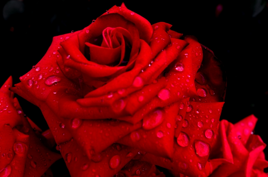 rose2__01