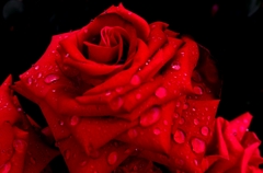 rose2__01