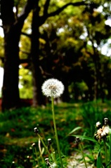 dandelion_1