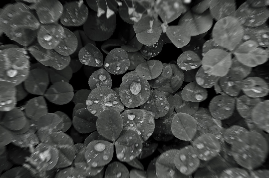drop-leaf