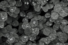 drop-leaf