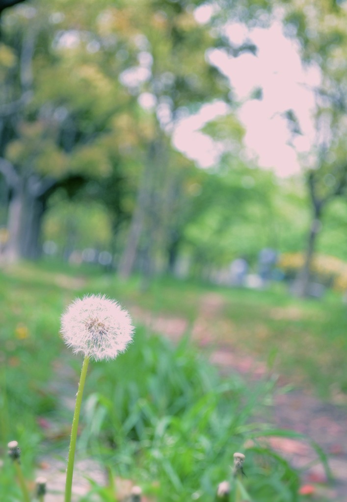dandelion2