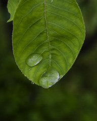 drop-water