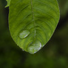 drop-water