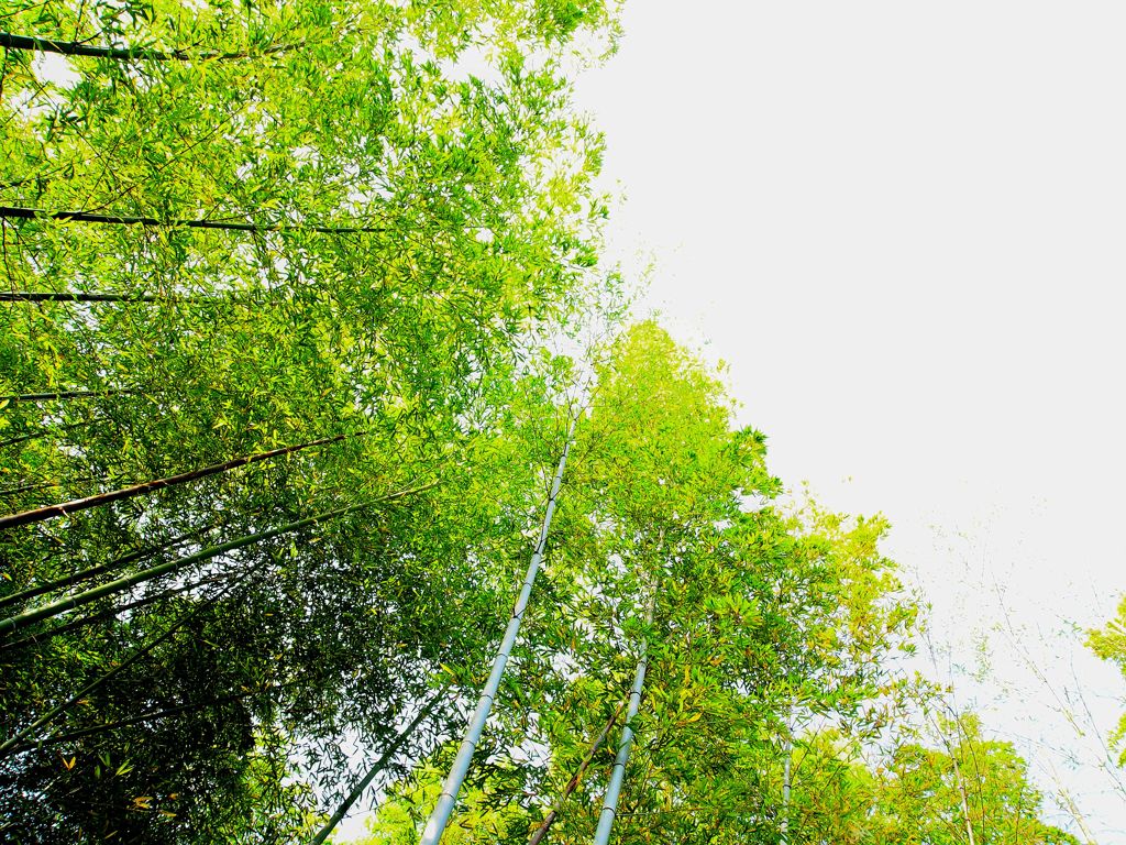 BAMBOO