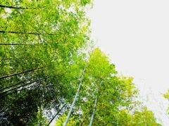 BAMBOO