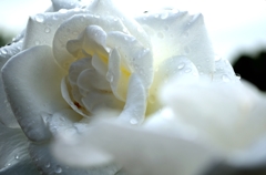 white-rose_