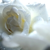 white-rose_