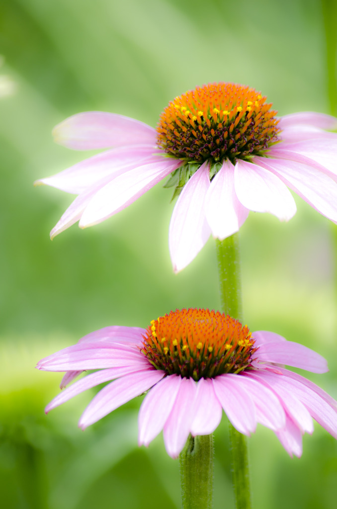 2-flower