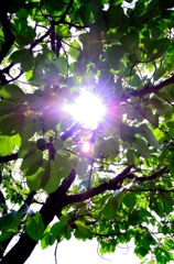 leaf_